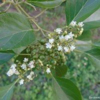 Premna mollissima Roth